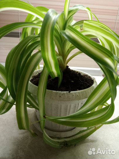 Хлорофитум кучерявый,Бонни