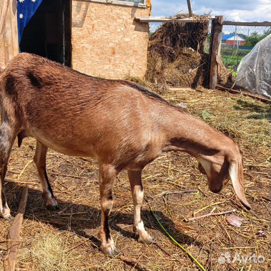 Козел камори 100% козы, козлята