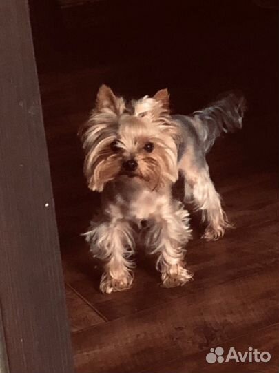 Вязка йоркширского терьера