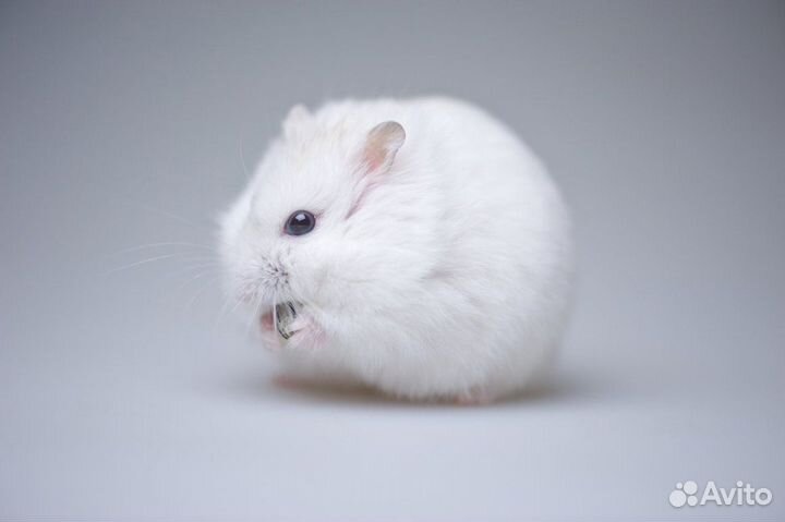 Хомяк Джунгарский белый