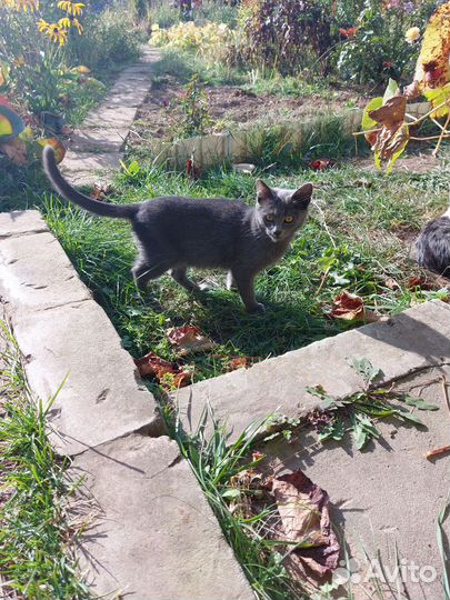 Котик
