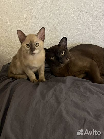 Котята бурмы