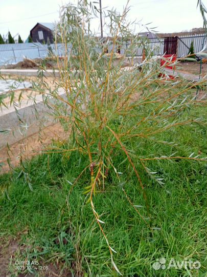 Ива плакучая