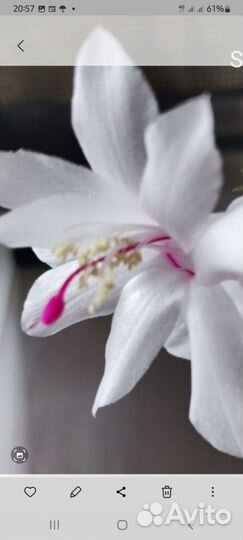 Шлюмбергеры сортовые, паперомия