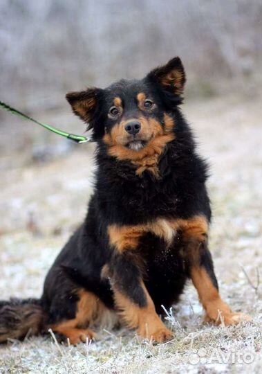 Собака в добрые руки отдам бесплатно