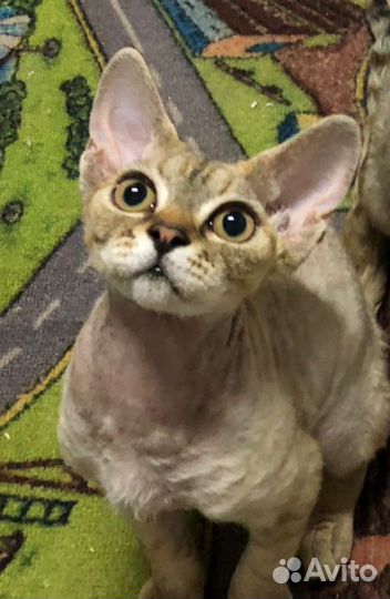 Девон-рекс кошка