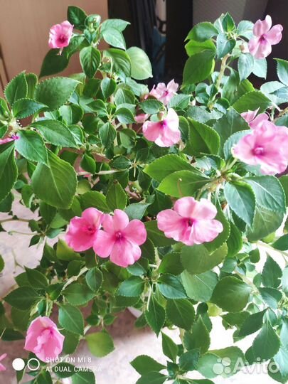 Комнатные цветы.Синги,Бальзамины,Монстера