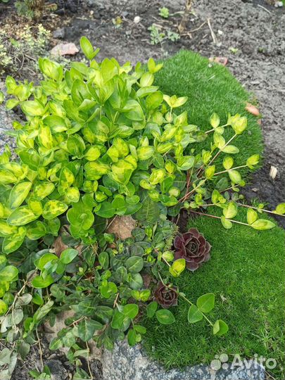 Садовые многолетники