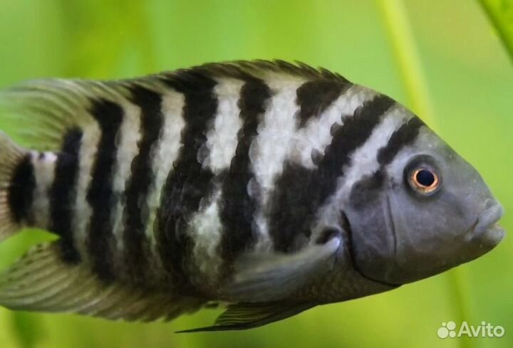 Цихлазома чернополосая цихлида в тельняшке