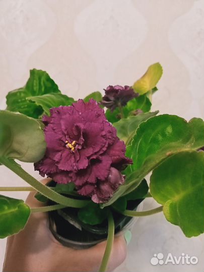 Сортовые фиалки