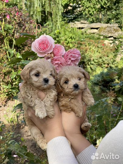 Мальтипу премиум мини