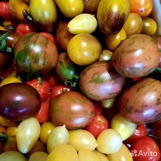 Семена сортовых томатов