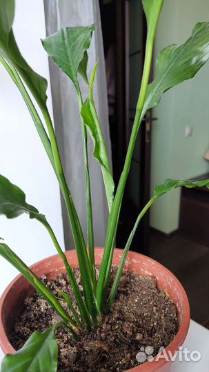 Спатифиллум