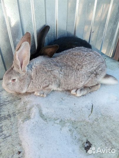 Кролики самцы