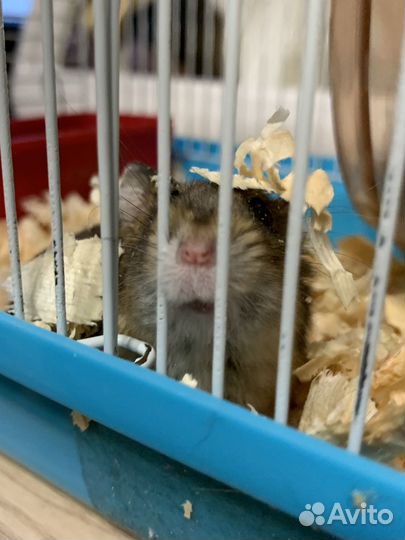 Хомяки с клеткой