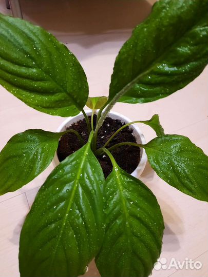 Спатифиллум Торелли и др.комн.цветы