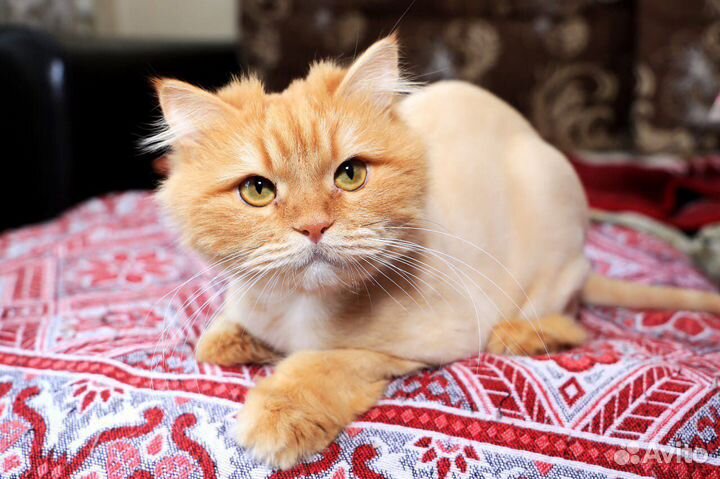 Стрижка кошек с выездом на дом