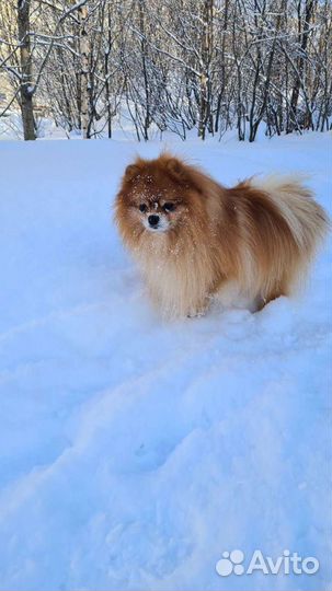 Кобель для вязки