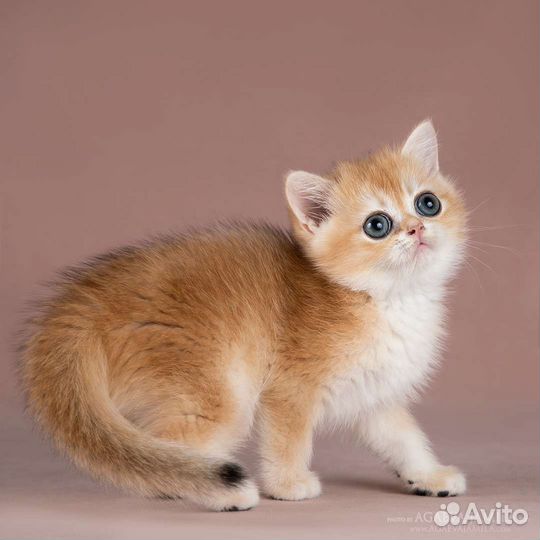 Котята золотые британские шиншиллы ny11, ny12