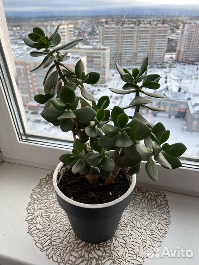 Толстянка (денежное дерево)