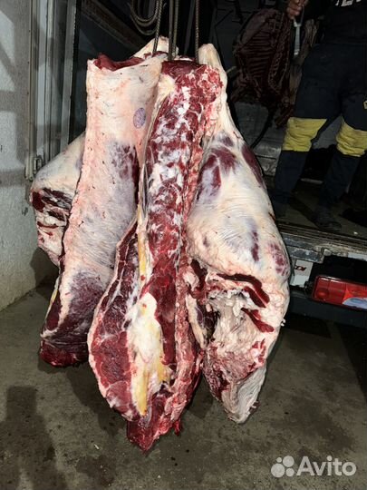 Мясо говядина свежее halal Быки туши