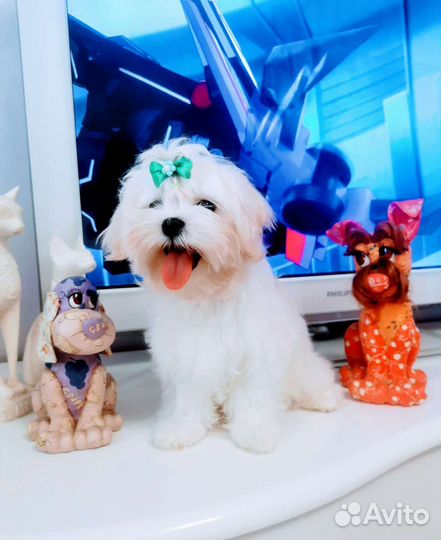 Мальтийская болонка щенки. Мальтезе щенки мини