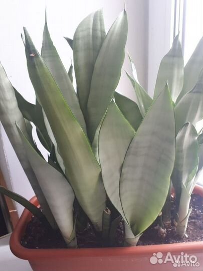 Сансевиерия муншайн и кирки