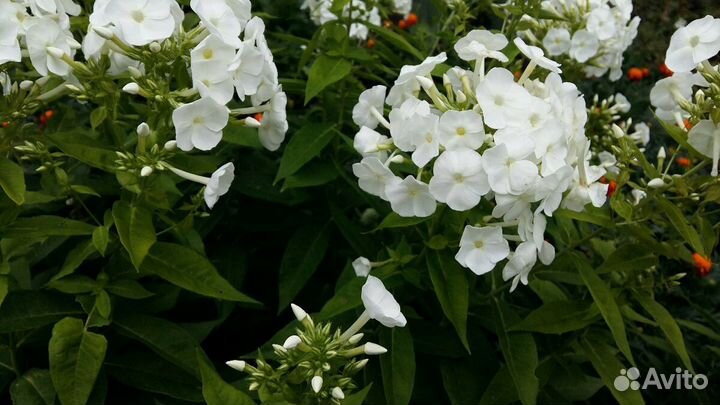 Флоксы белые и энотера, гладиолусы