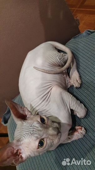 Котята сфинкс