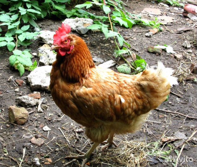 Куры несушки с доставкой