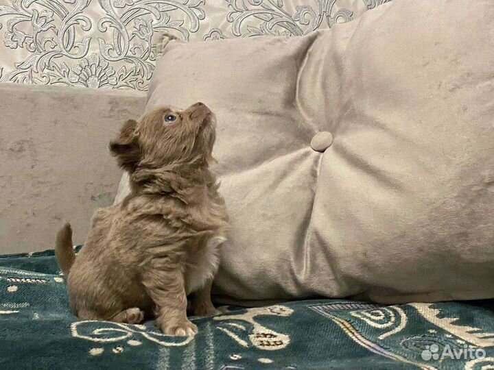 Щенки чихуахуа