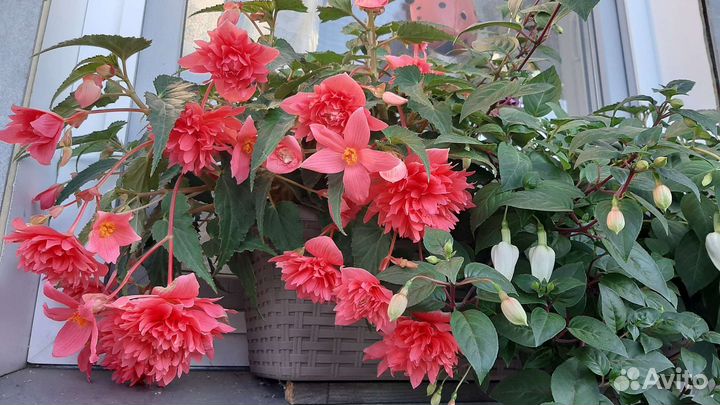 Бегония Belleconia rose