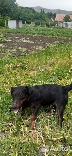 Ягдтерьеры