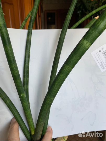 Сансевиерия Цилиндрика