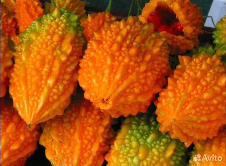 Индийский Огурец Мамордика