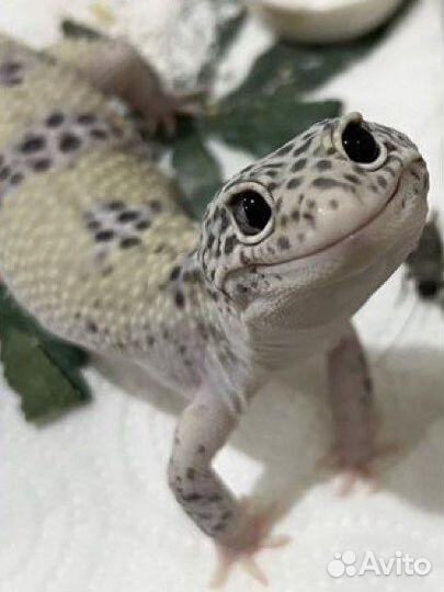 Эублефар малыши