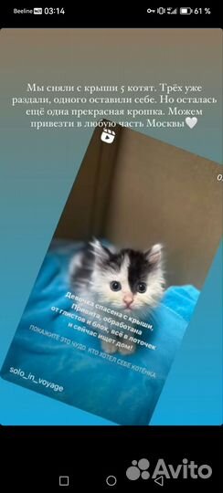 Котёнок девочка 2 месяца