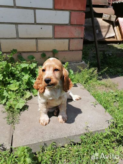 Щенки кокер спаниеля