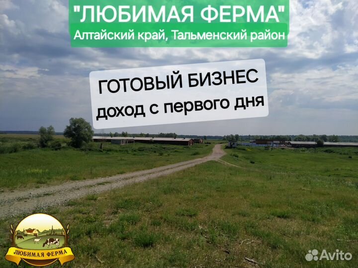 Животноводческая ферма в Алтайском крае