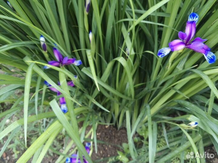 Саженцы цветов