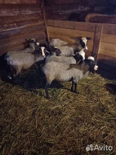 Романовские овцы