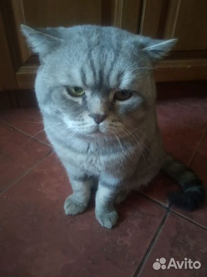 Ветеринарный врач на дом