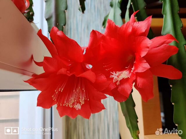 Эпифиллум, криптоцереус, марниера