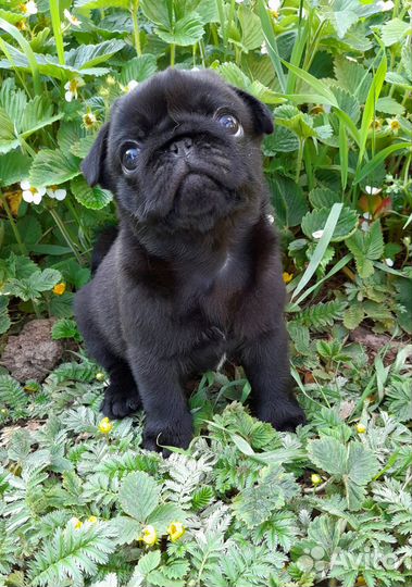 Щенки мопса