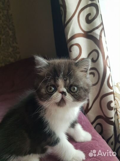 Котёнок - Экзот