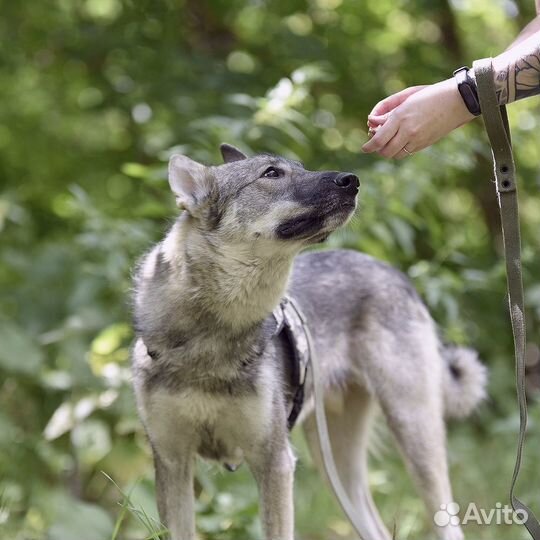 Энергичный Харди ищет дом