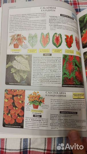 Д. Г. Хессайон. Всё о комнатных растениях