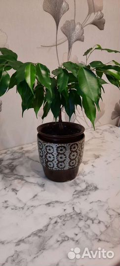 Фикус Беджамина