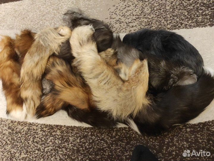 Хвосты лисьи