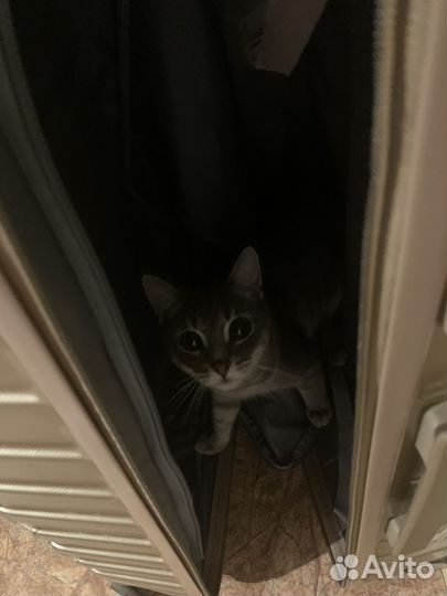 Кот в добрые руки